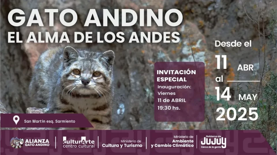 Habilitan este viernes la muestra «Gato Andino: El alma de los Andes»