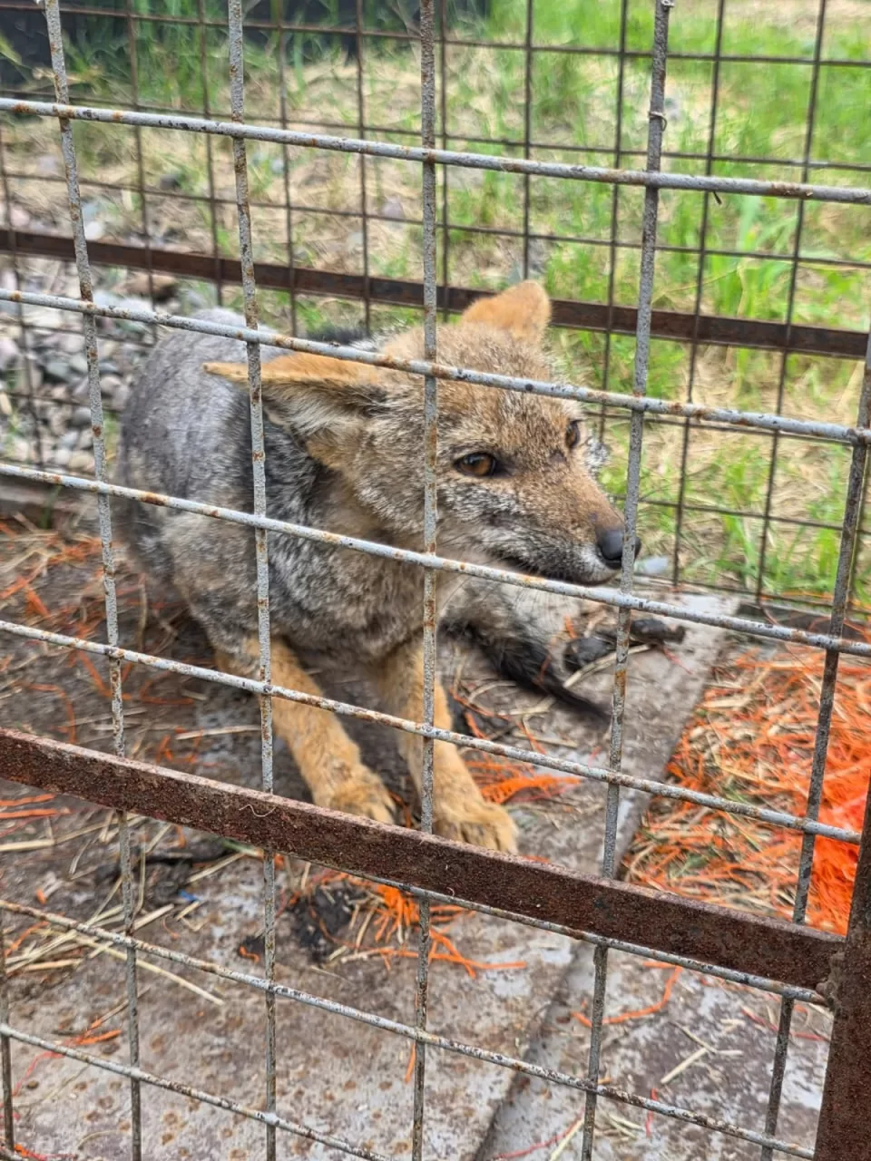 Rescataron tres ejemplares de zorros en sectores de la Ciudad Cultural