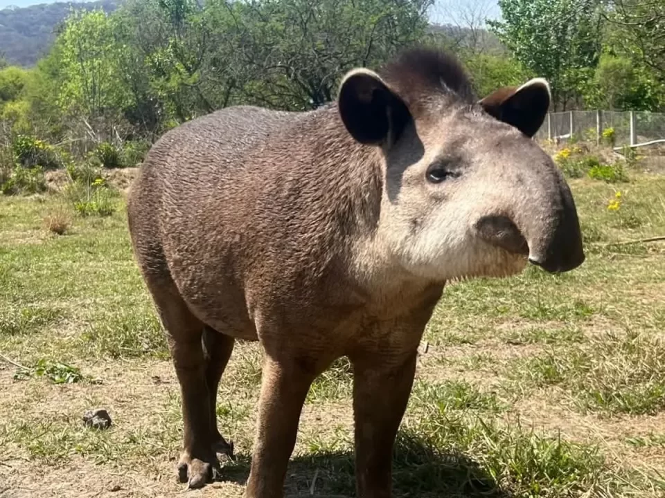 Estudiantes bautizaron con el nombre de «Killa» a una tapir que fue recuperada