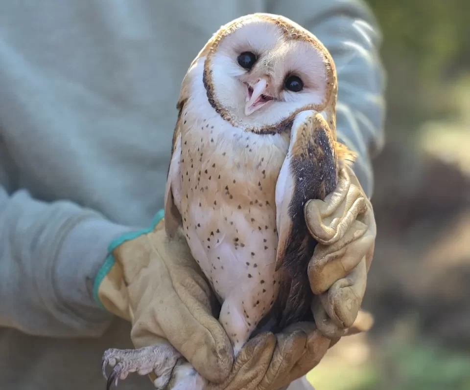 Tres aves silvestres vuelven a su hábitat en el Parque Provincial «La Reina»