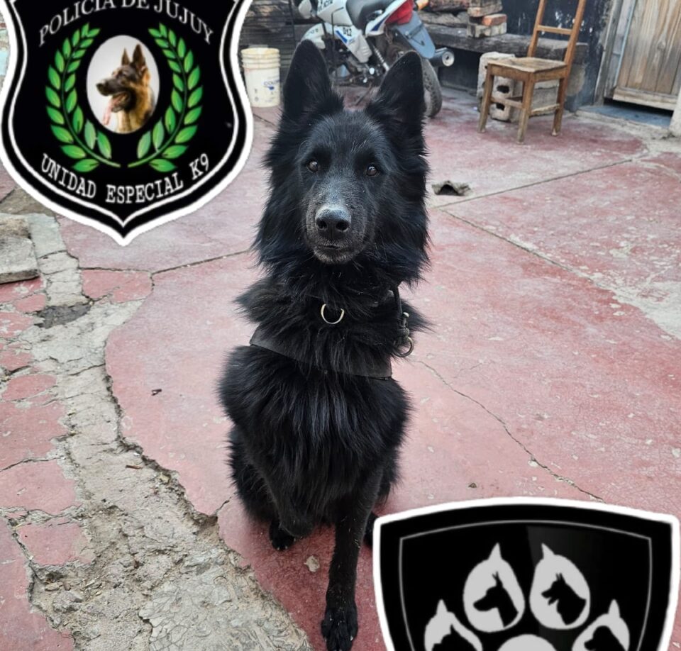 «Leo» encontró a dos personas desaparecidas en Tilcara