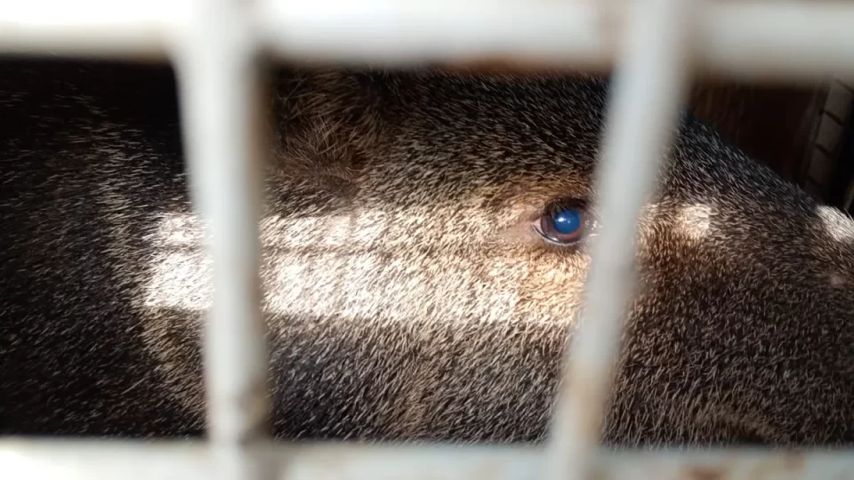 Rescataron dos pecaríes de collar en La Esperanza