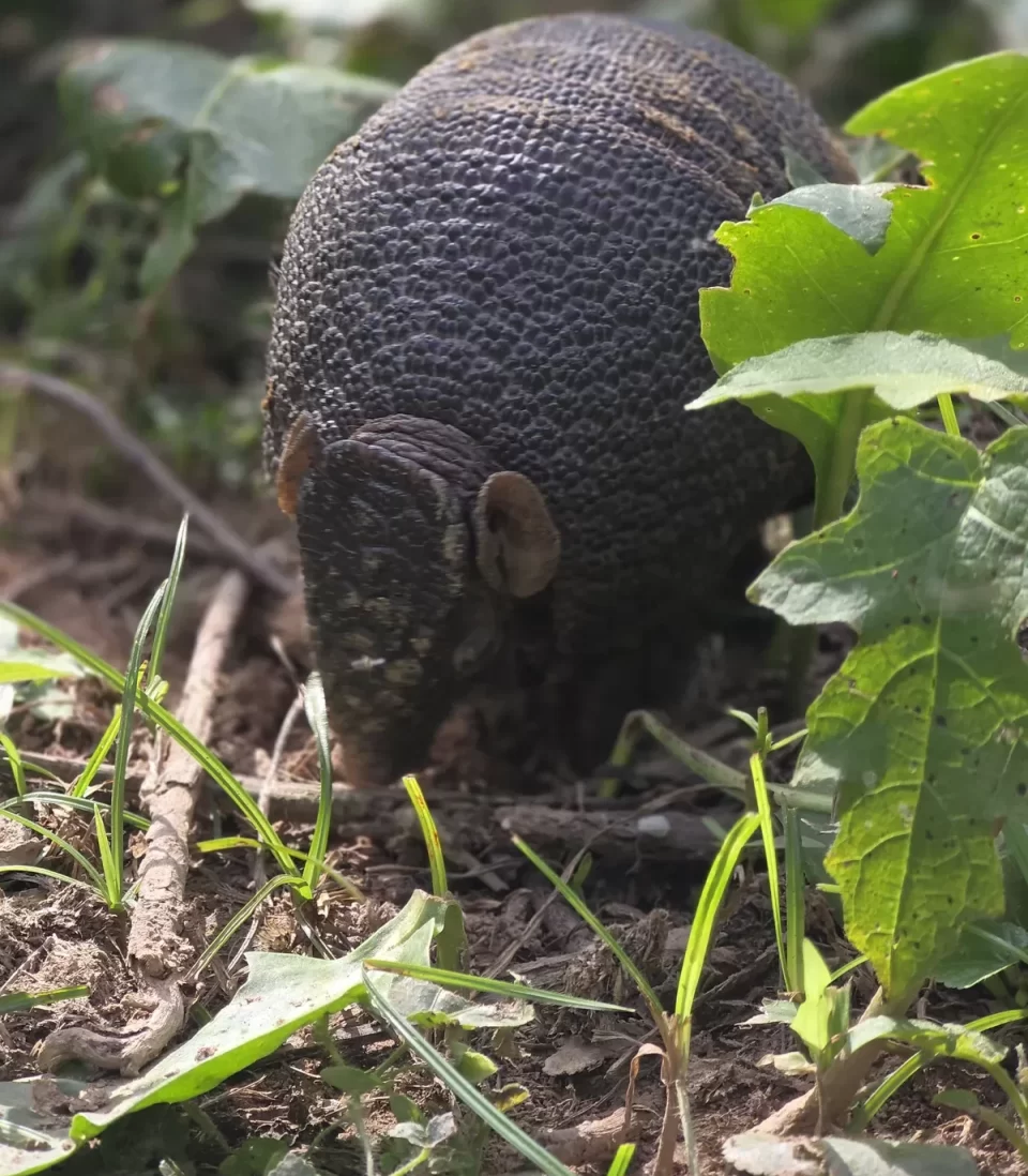 Fauna silvestre: de vuelta a su hábitat en el Río San Francisco