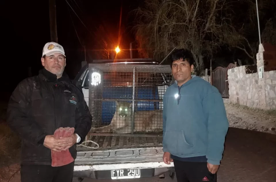 Un puma es rescatado y devuelto a su hábitat tras ingresar a un domicilio en Juella