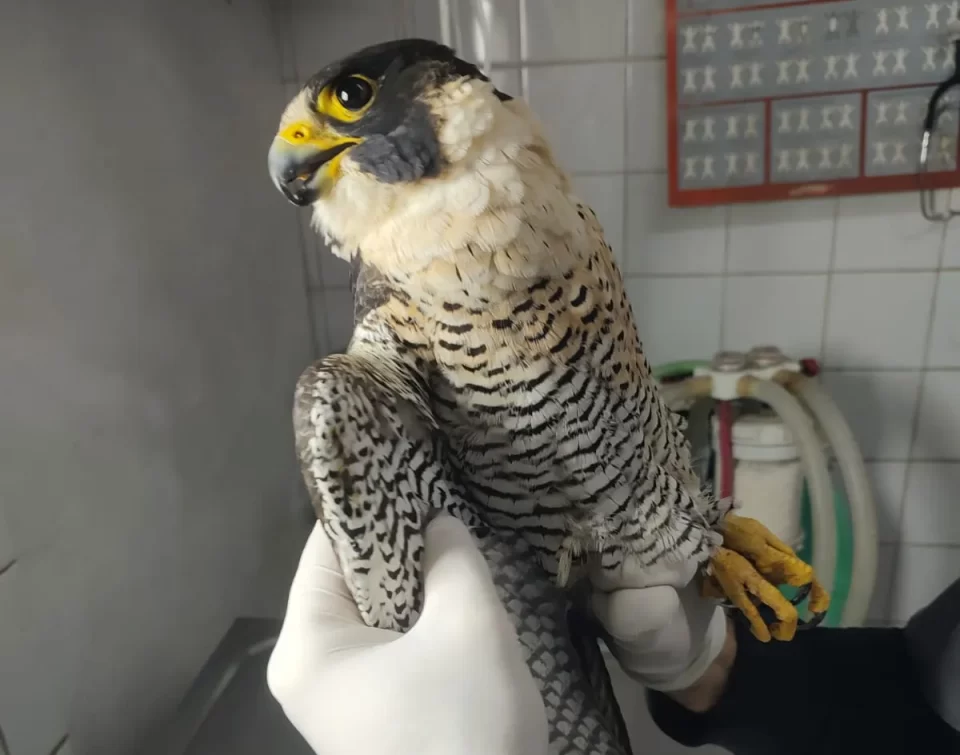 Rescate animal: Un halcón y un quirquincho reciben asistencia especializada