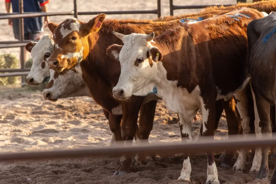 Gran convocatoria en el Segundo Remate de Bovinos