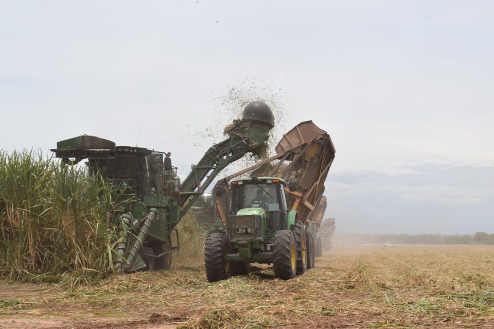 Ledesma finalizó su zafra 2025 con una molienda similar al año anterior