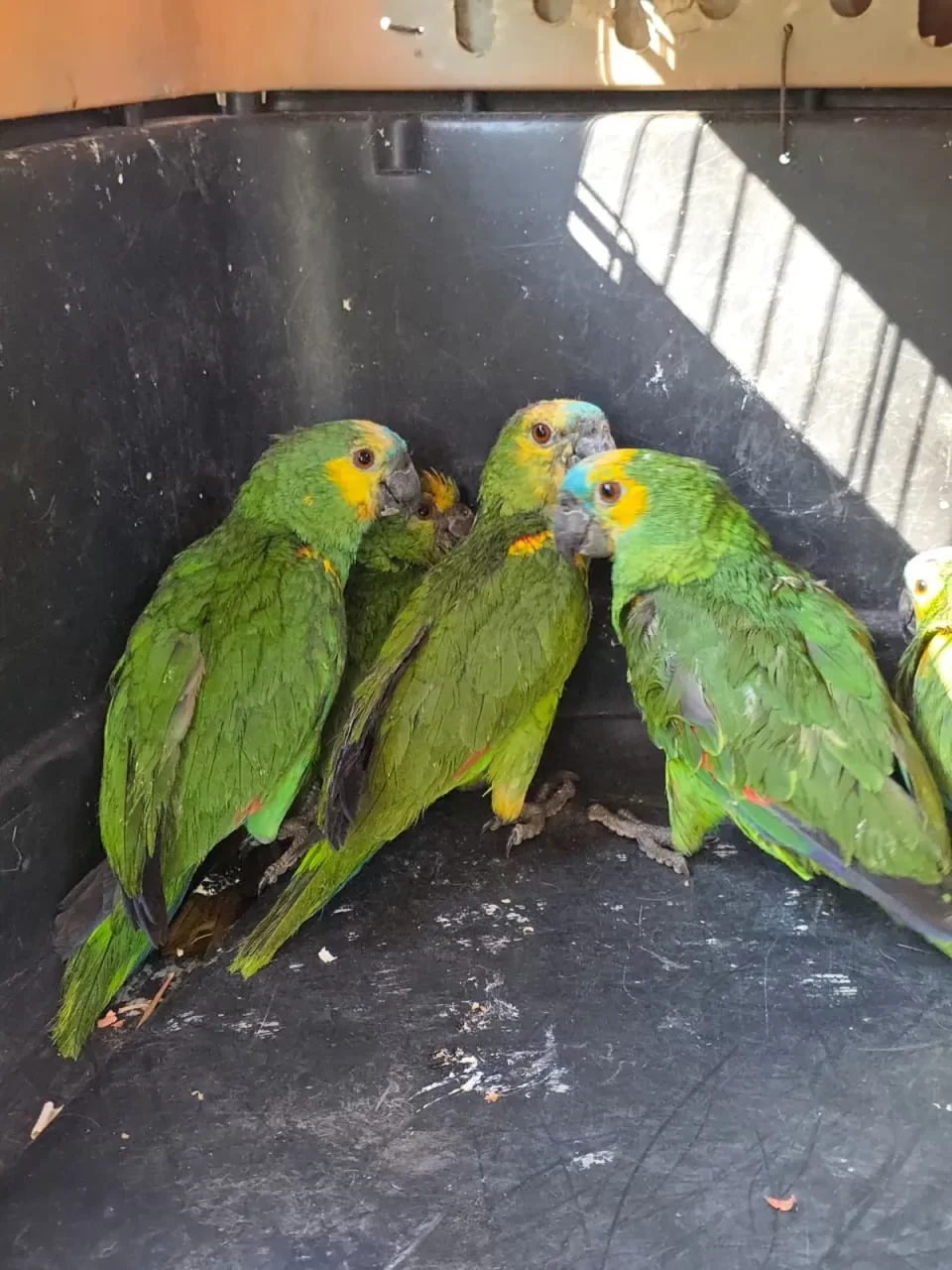 Jujuy fortalece su compromiso con la fauna autóctona