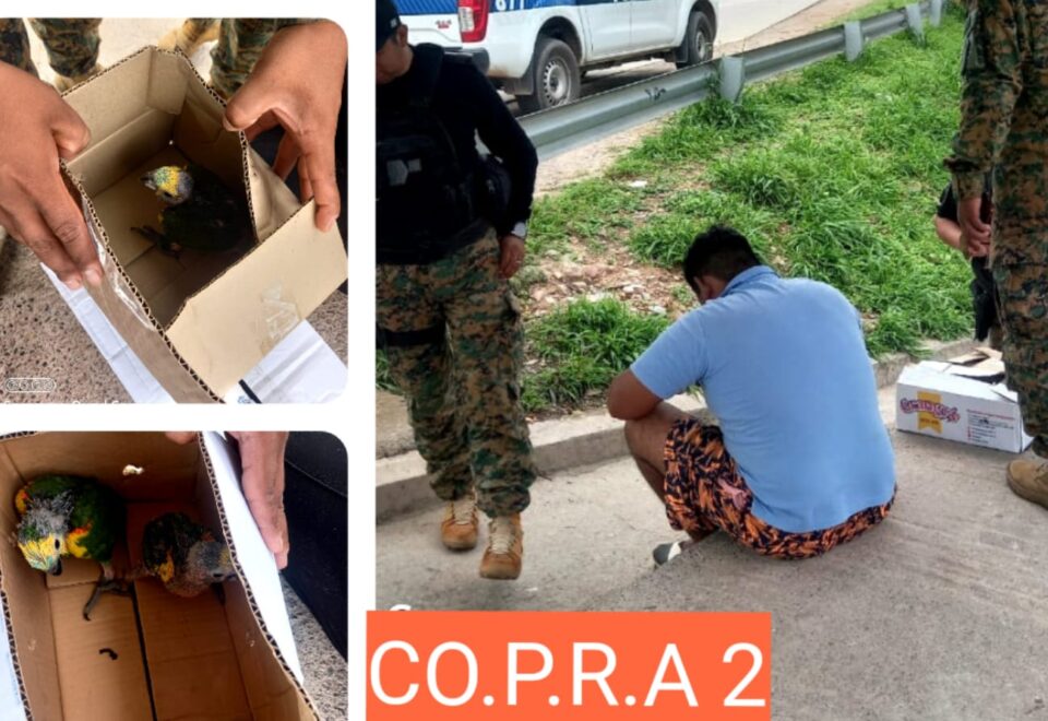 Detectan venta ilegal de aves silvestres en Los Alisos 