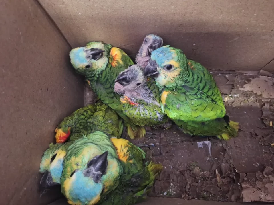 El CAFAJu rehabilita 13 loros habladores que eran traficados ilegalmente