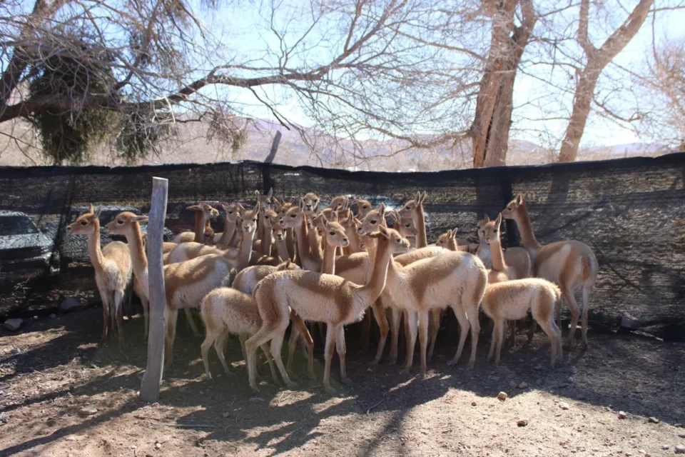 Jujuy: Rescataron 42 vicuñas que se encontraban en cautiverio